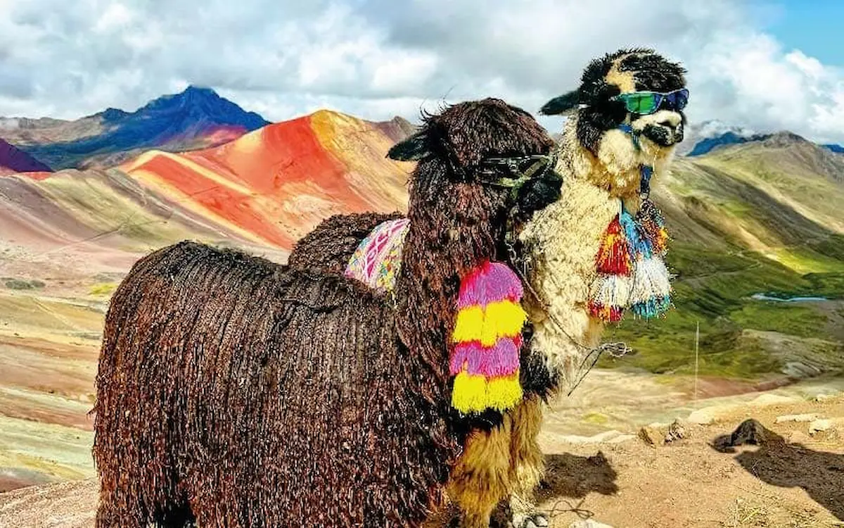 Alpaca en Montaña 7 Colores