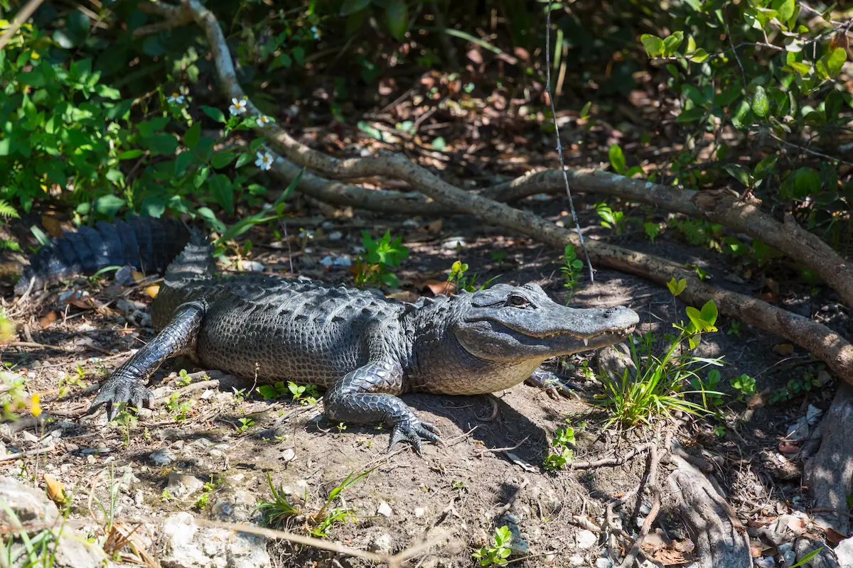 Caiman 